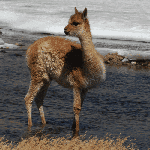 CURSO ANIMALES DE CHILE: UN PELDAÑO PARA APRECIAR LA MARAVILLOSA FAUNA LATINOAMERICANA 2025